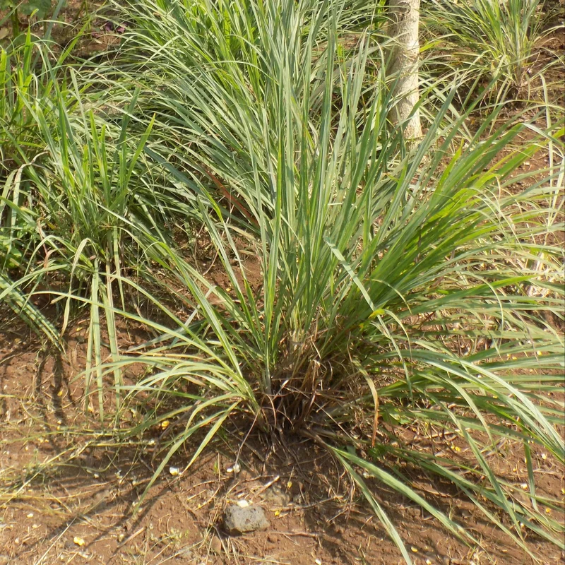 Citronnelle Ou Verveine Des Indes