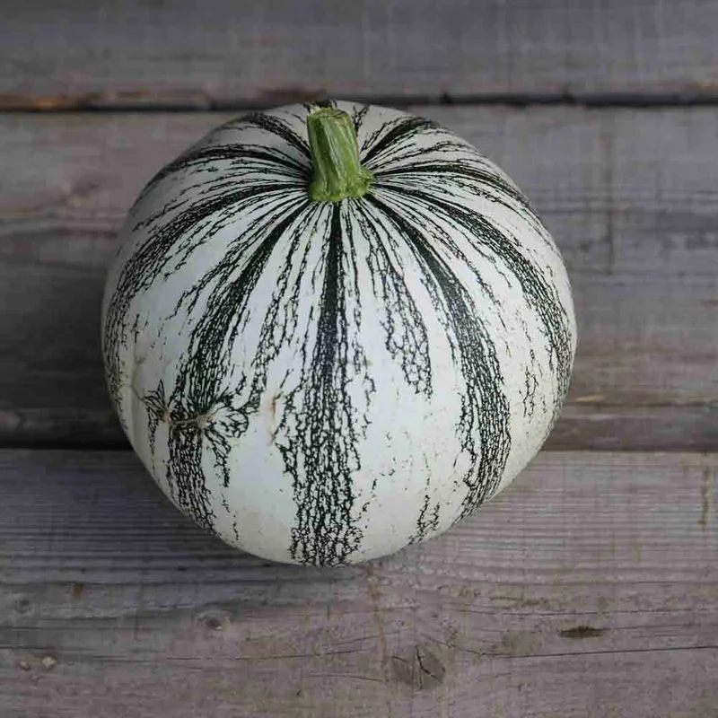 Courge Pepita Squash