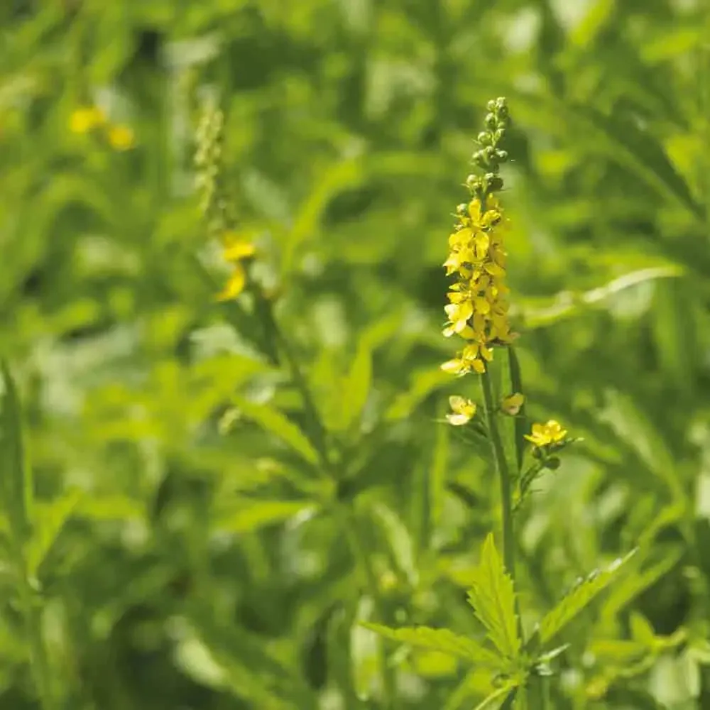 Aigremoine Eupatoire