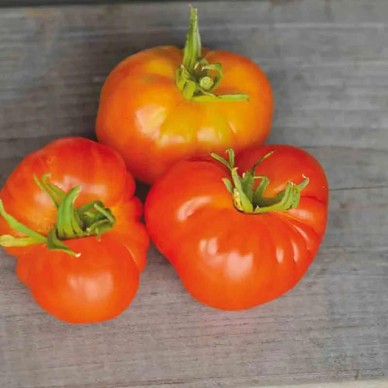 Tomate Joyau D'oaxaca