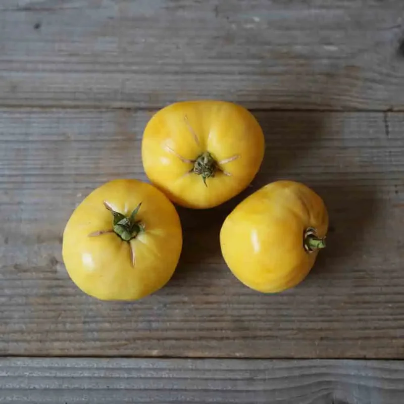 Tomate Great White Beefsteak