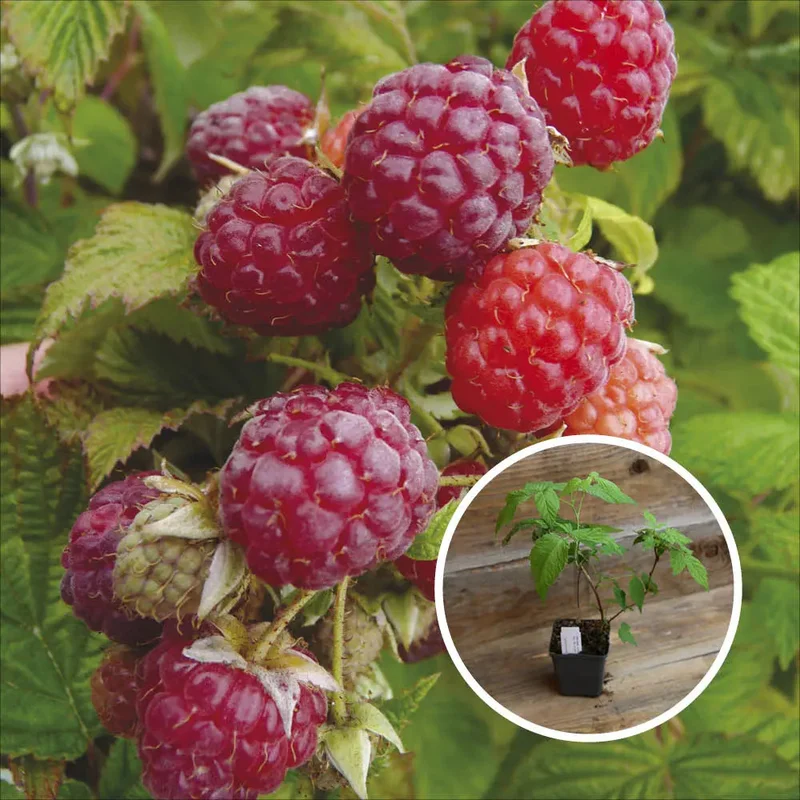 Framboisier Blissy Autumn Bliss