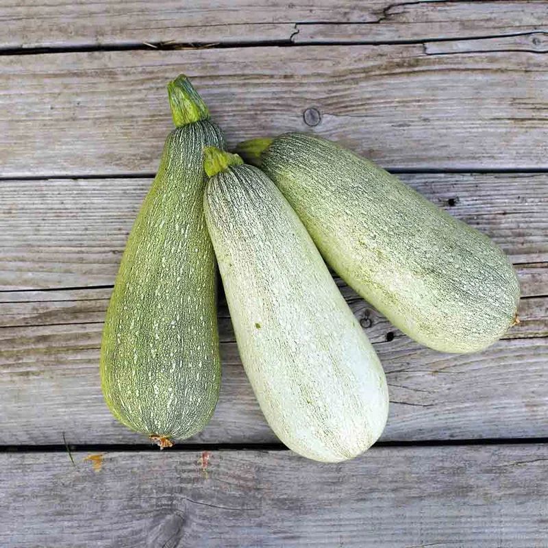 Courgette Ortolana De Faenza