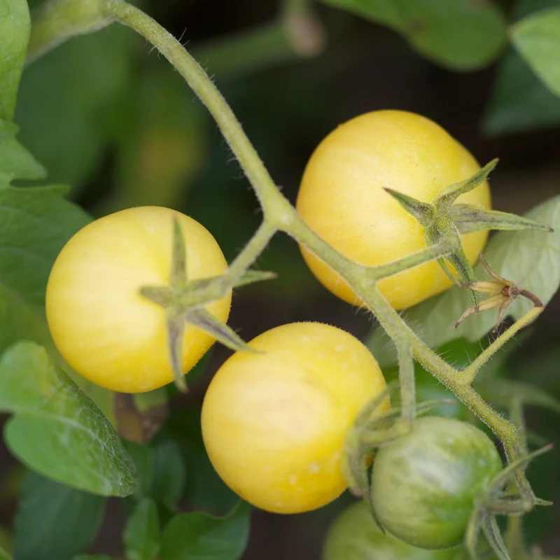 Tomate Mirabelle Blanche