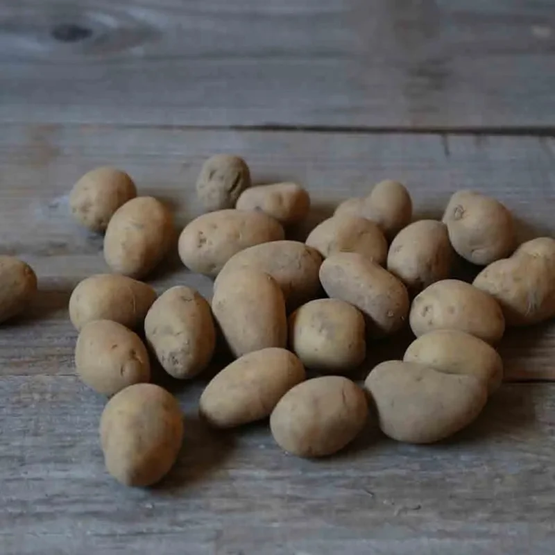 Pomme De Terre Twinner