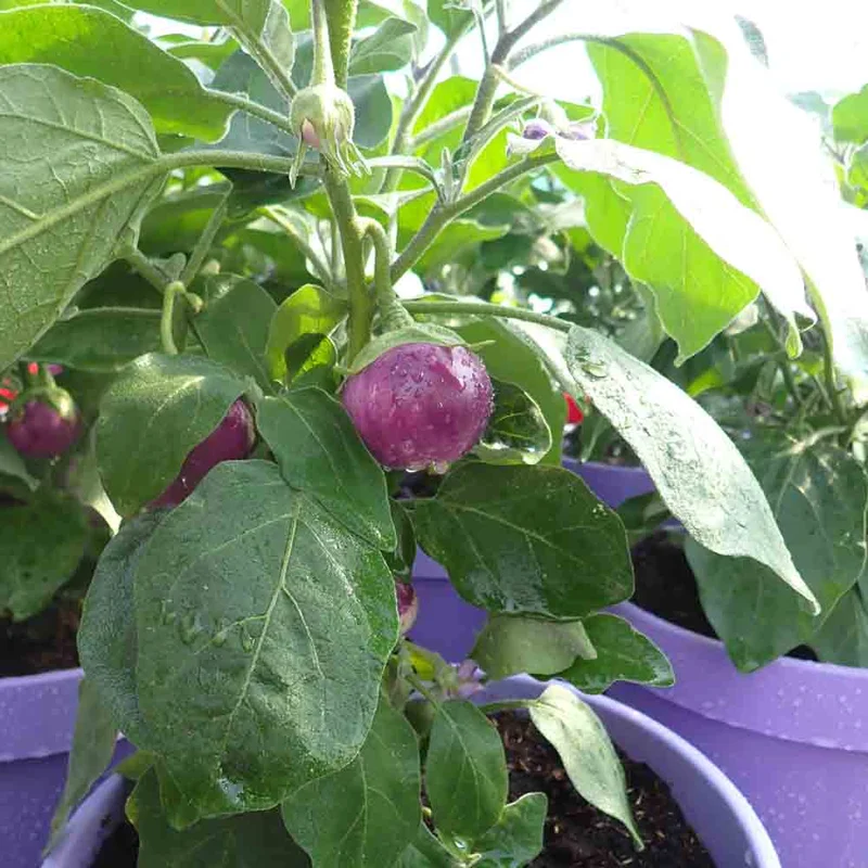 Aubergine Lao Lavender