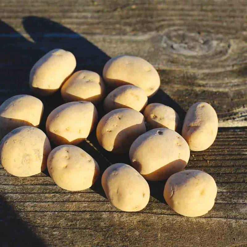 Pomme De Terre Anais