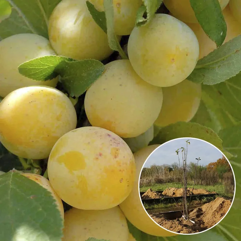 Prunier Reine Claude De Bavay