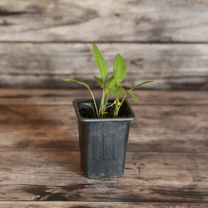 Oseille Epinard Rumex Patienta