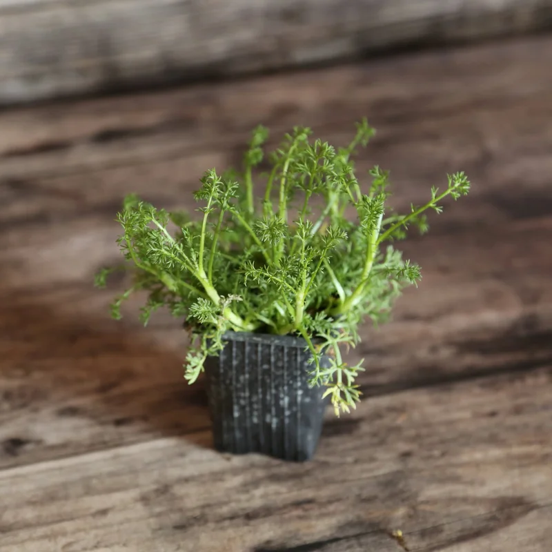 Camomille Romaine A Fleurs Doubles