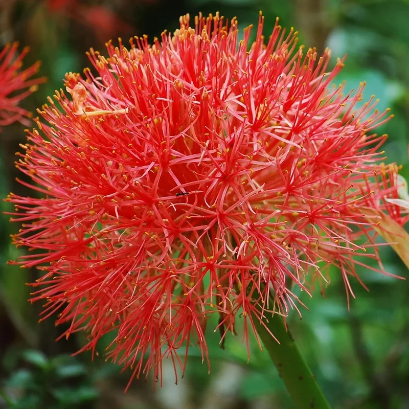 Scadoxus Multiflorus Syn.haemanthus
