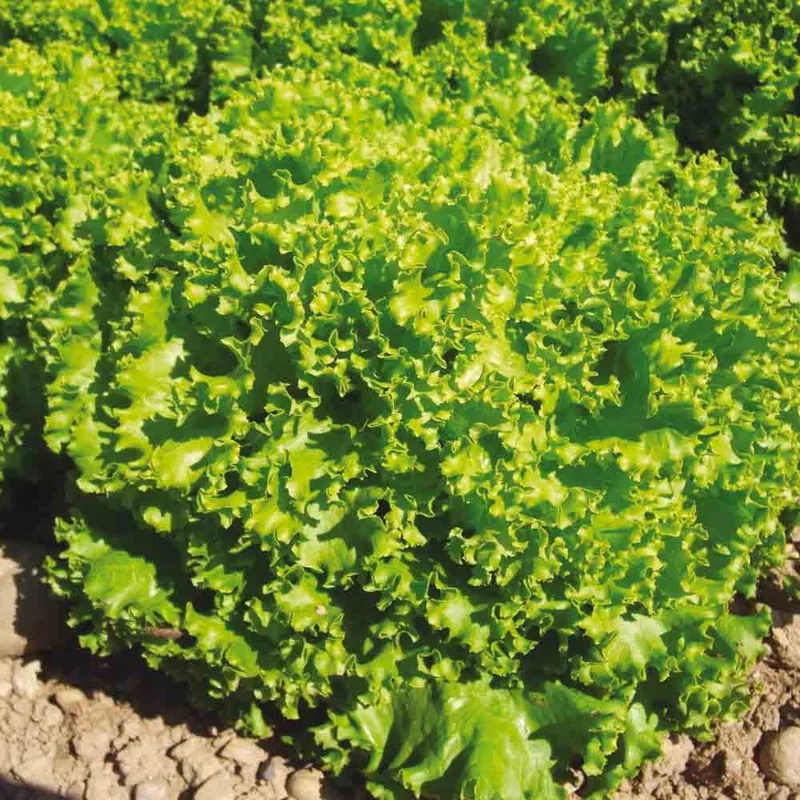 Laitue A Couper Lollo Bionda