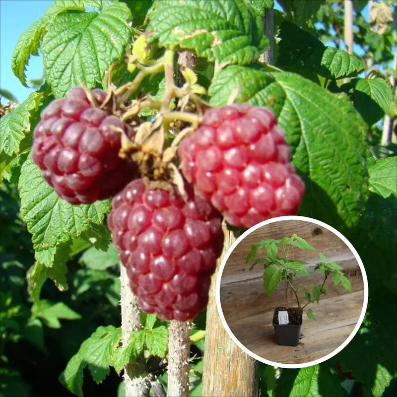 Framboisier Rouge Lloyd George