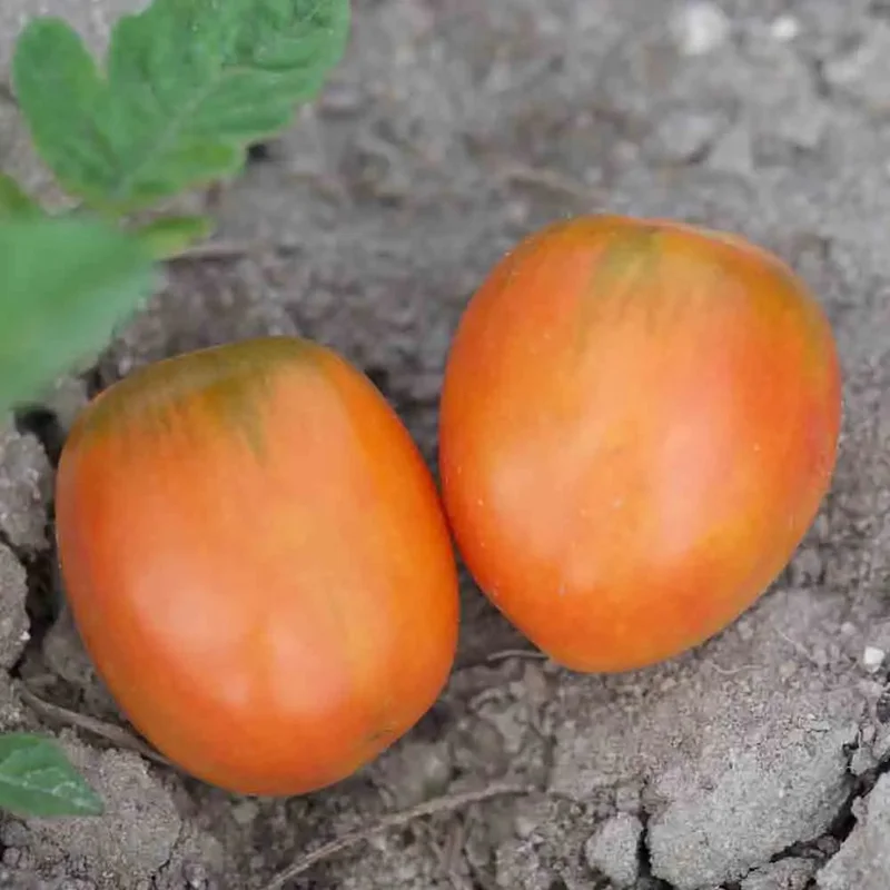 Tomate Madagascar
