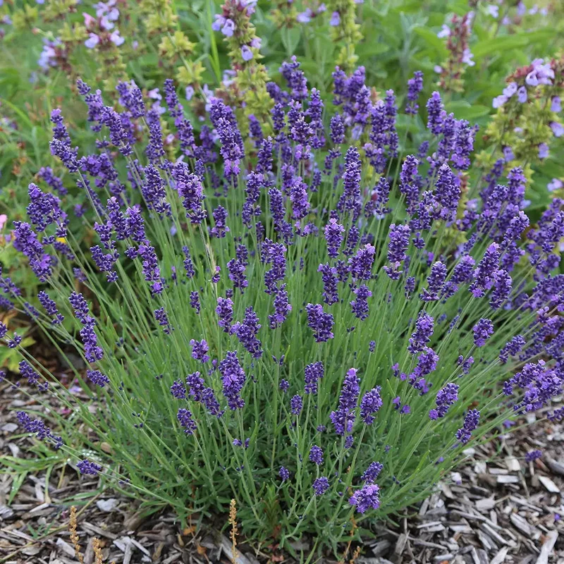 Lavande Officinale