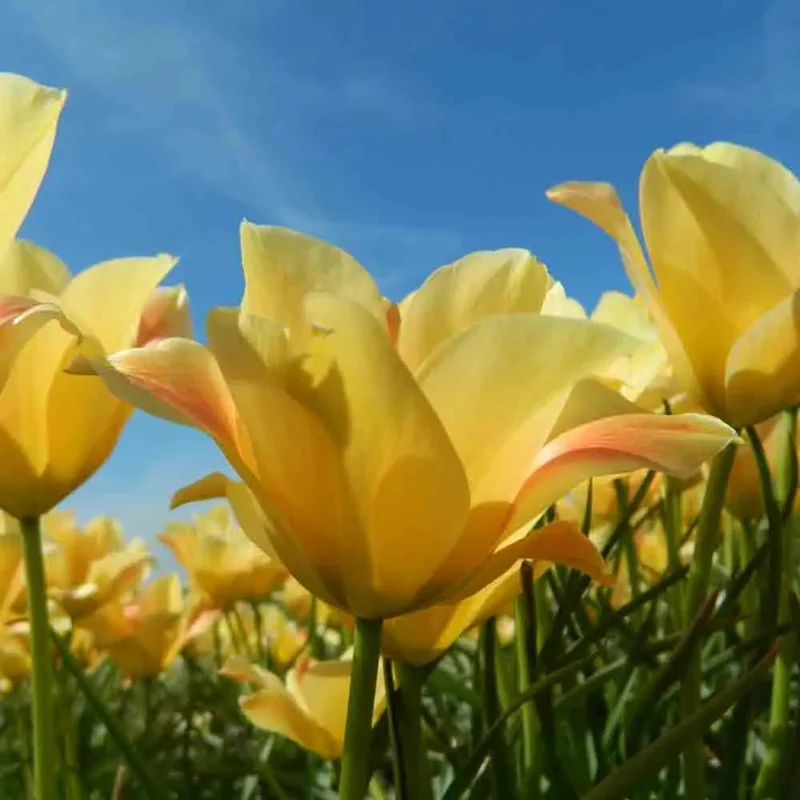 Tulipe Batalinii 'bronze Charm'