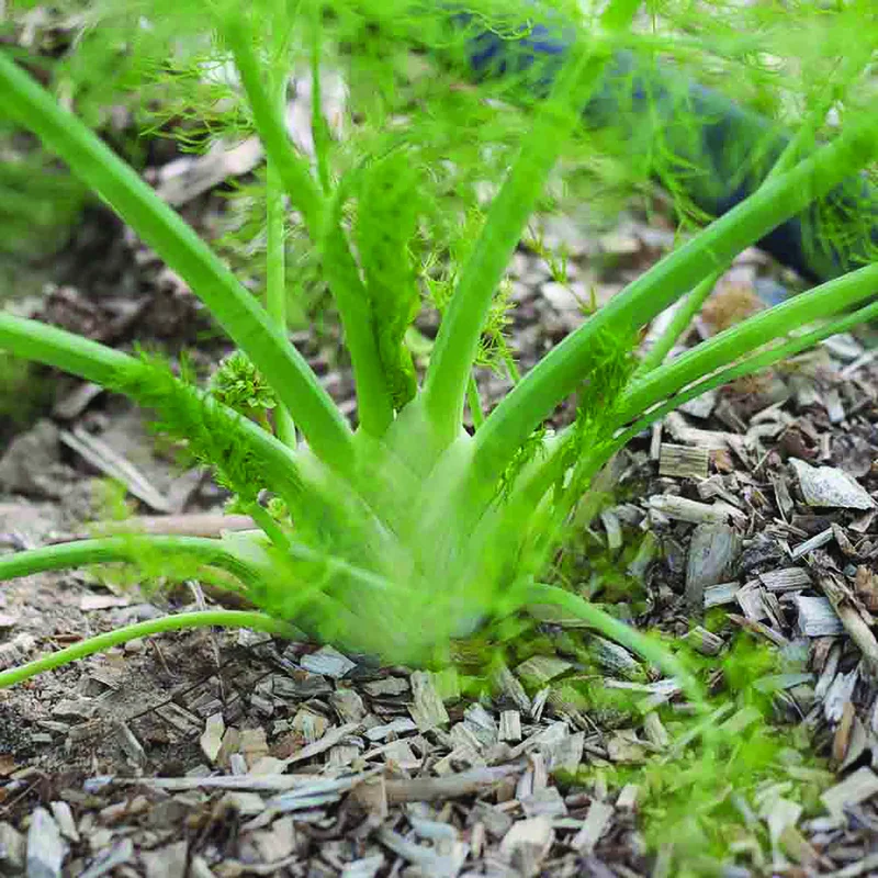 Fenouil Doux De Florence