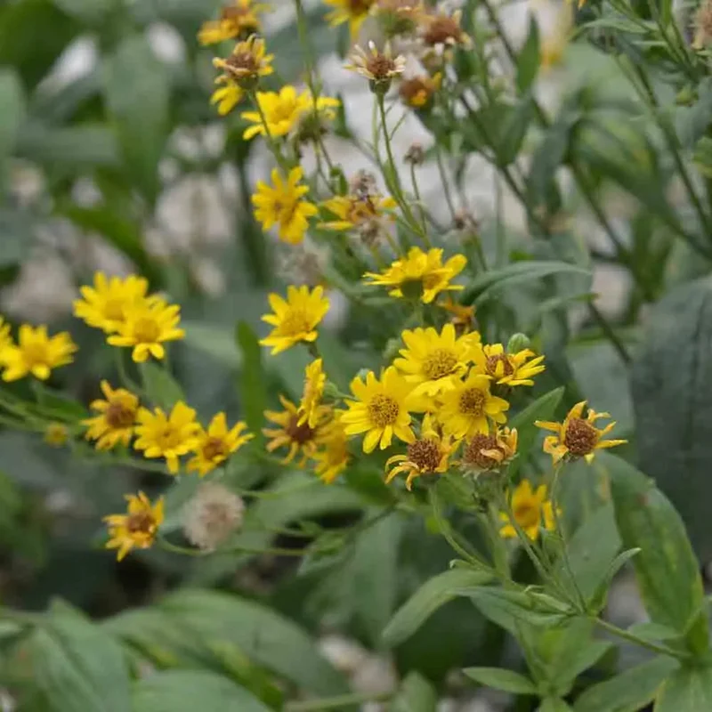 Arnica Des Plaines Ou Americaine
