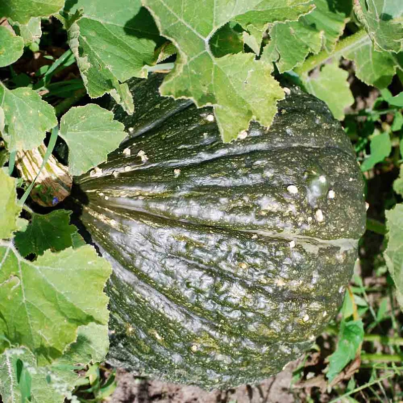 Potiron Green Hubbard