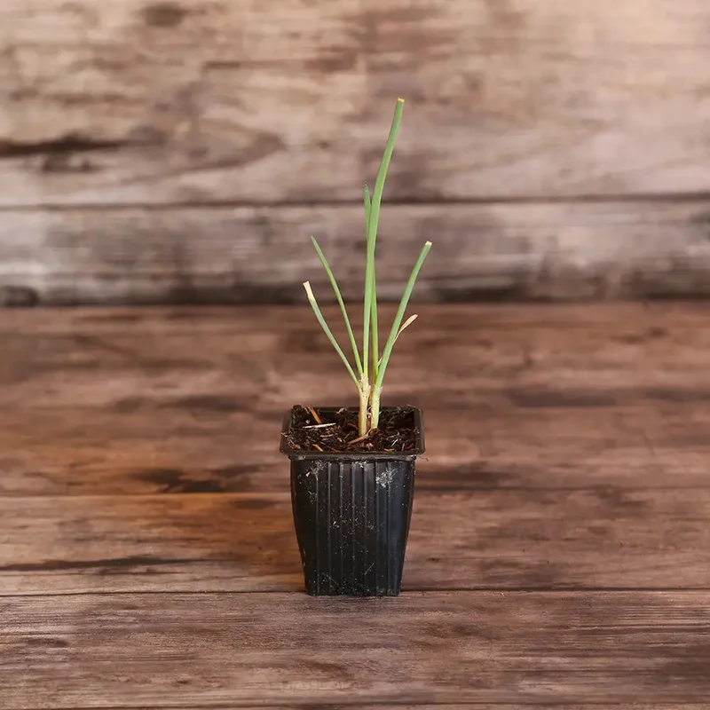 Cive Vivace Saint Jacques