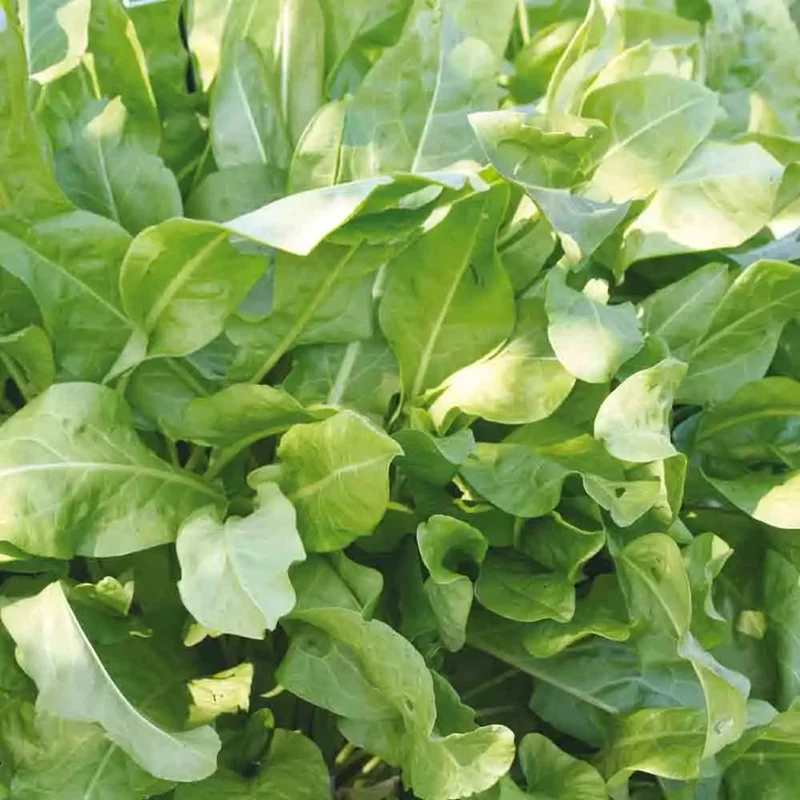 Oseille Large De Belleville