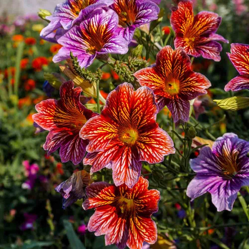 Salpiglossis Varie