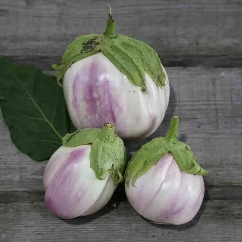 Aubergine Violette De Florence