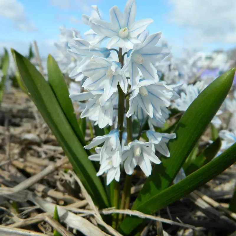 Scille Du Liban Puschkinia Libanotica