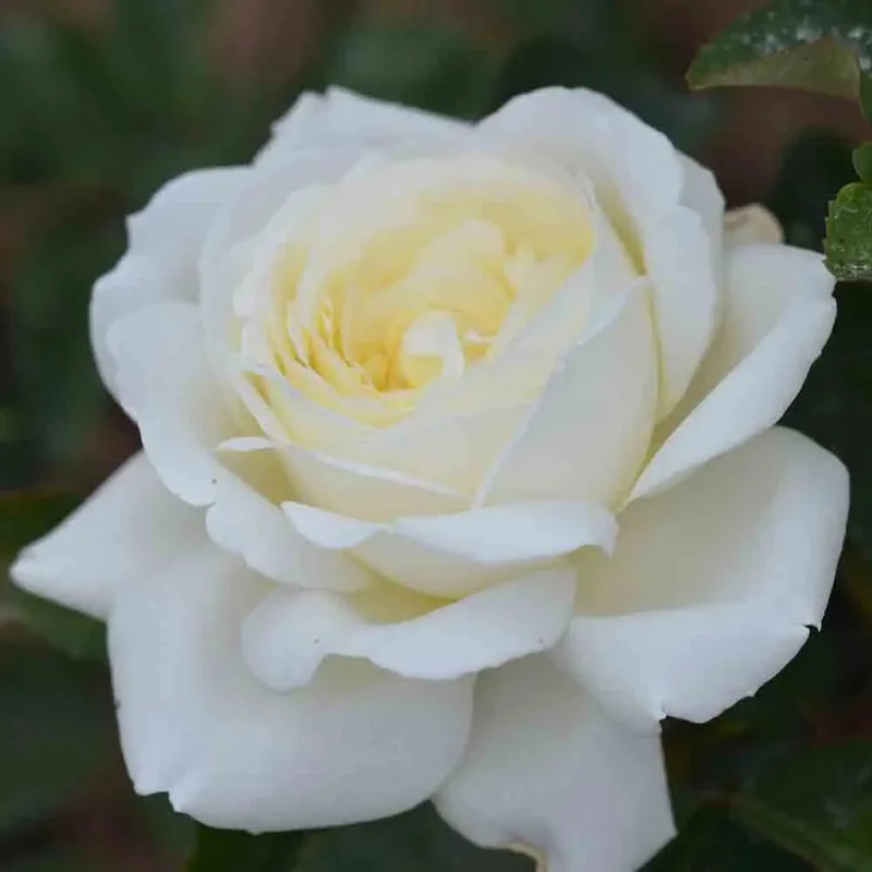 Rosier Jeanne Moreau® - Grandes Fleurs