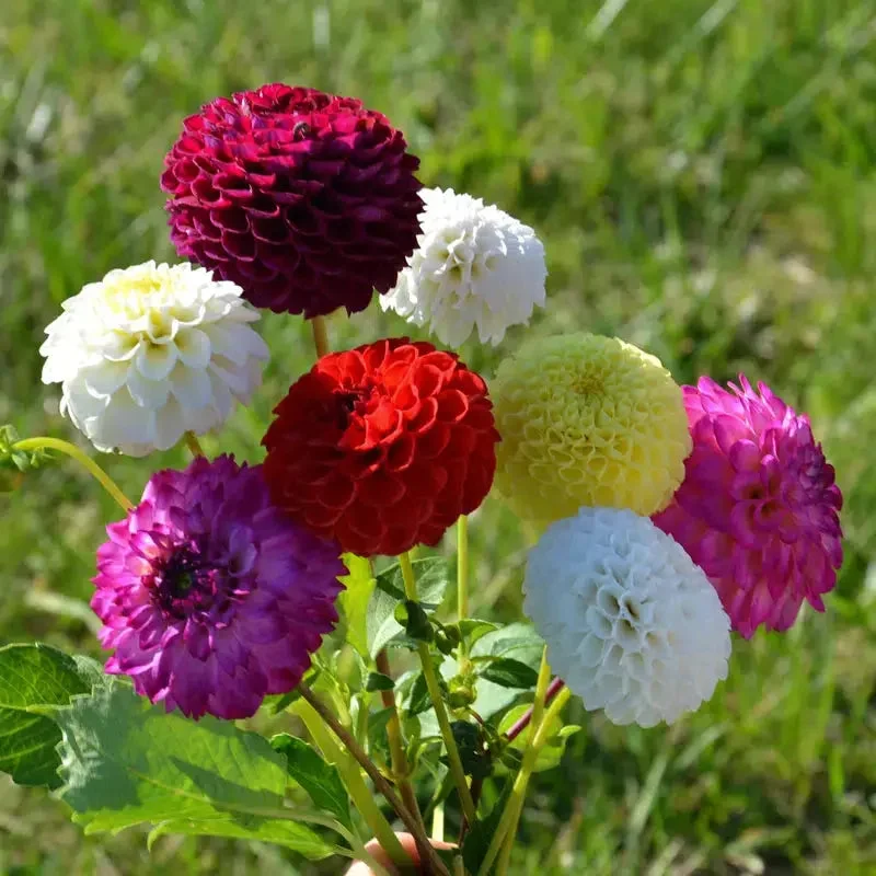 Dahlia Pompon En Mélange