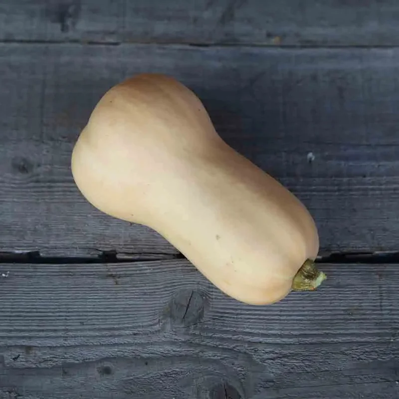 Courge Musquee Nutterbutter