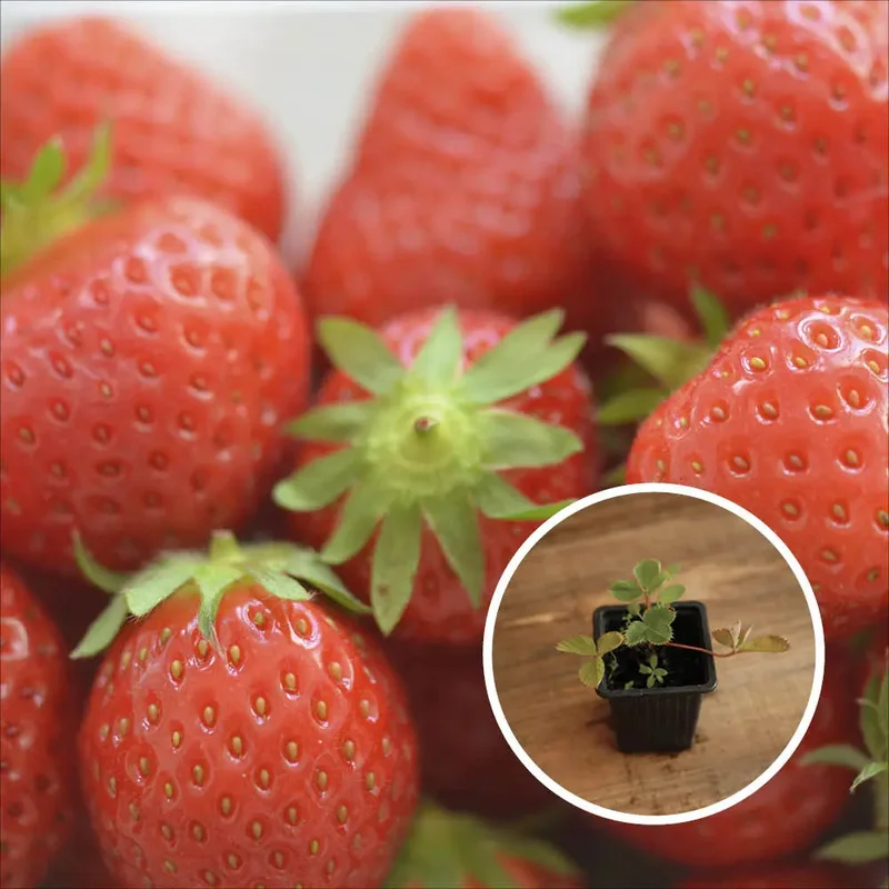 Fraisier Mara Des Bois