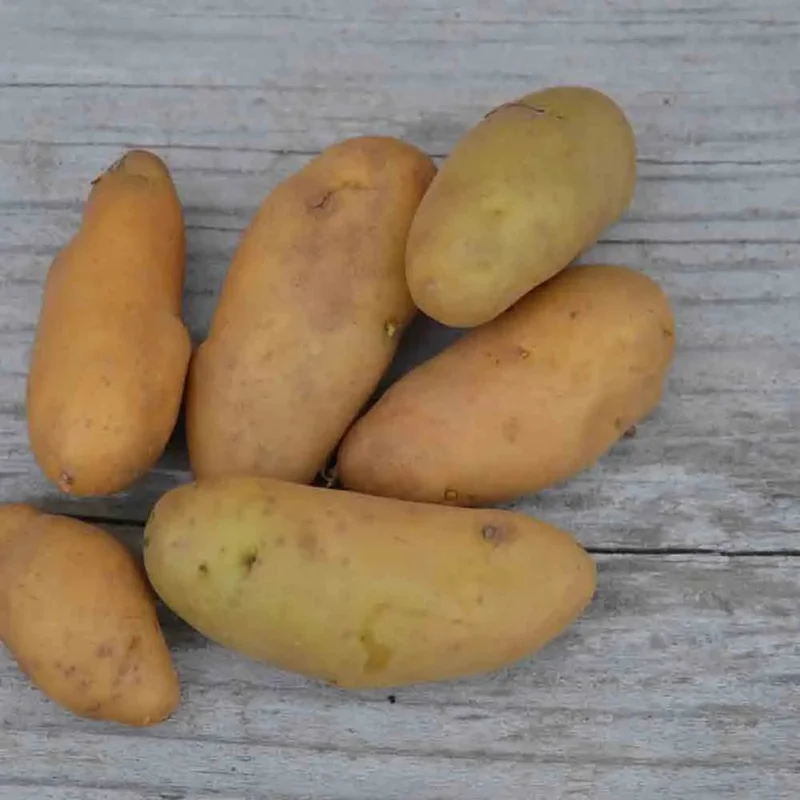 Pomme De Terre Ratte