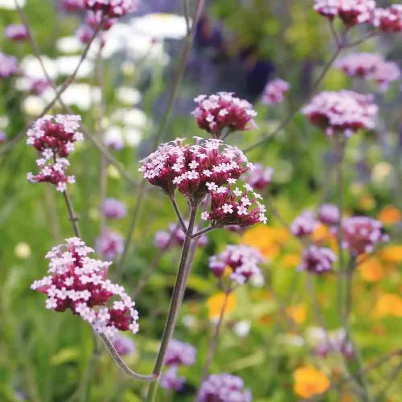 Verveine De Buenos Aires