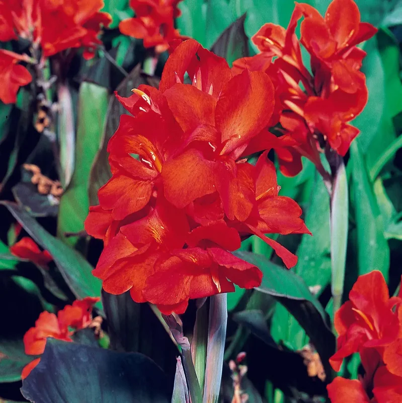 Canna Nain Corail