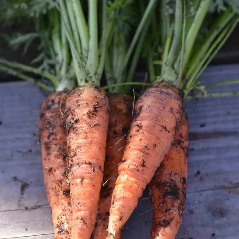 Carotte De Colmar A Coeur Rouge 2