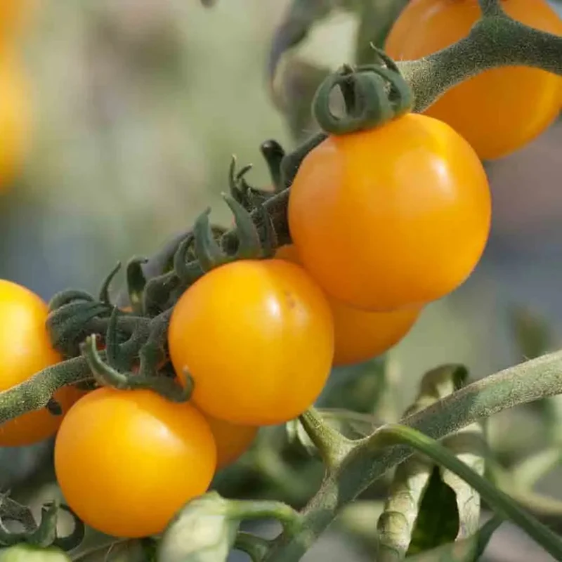 Tomate Tangerine