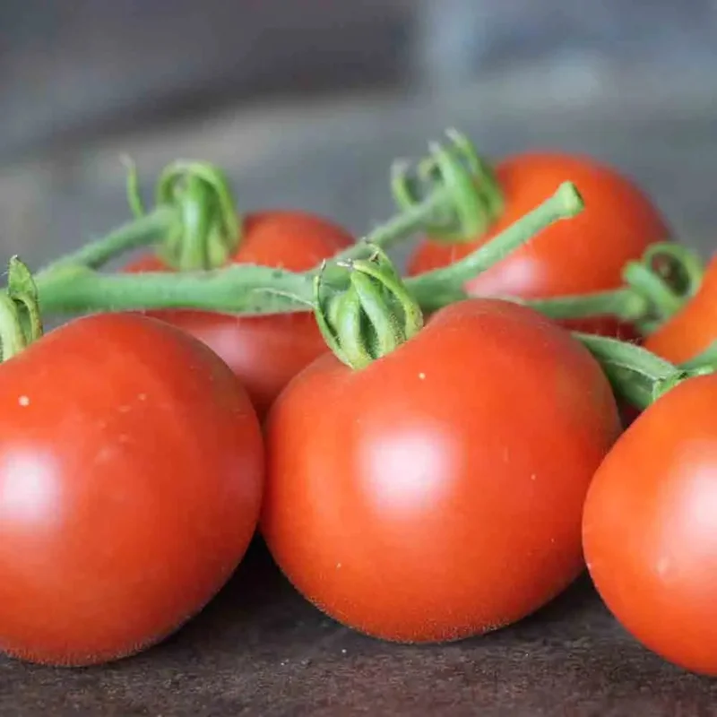 Tomate Casaque Rouge