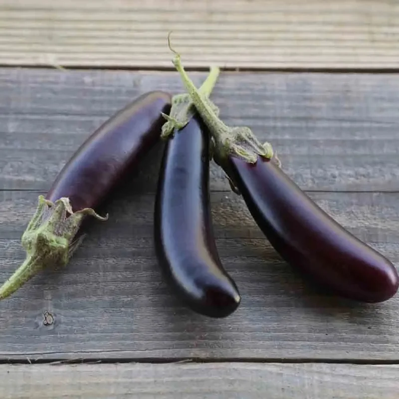 Aubergine Little Fingers