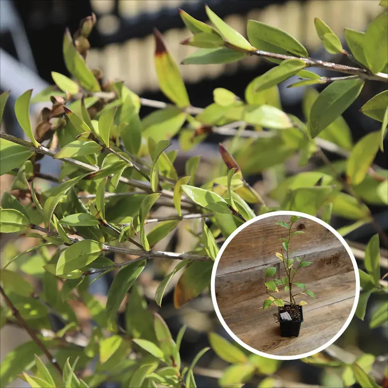 Myrtillier Arbustif Tifblue