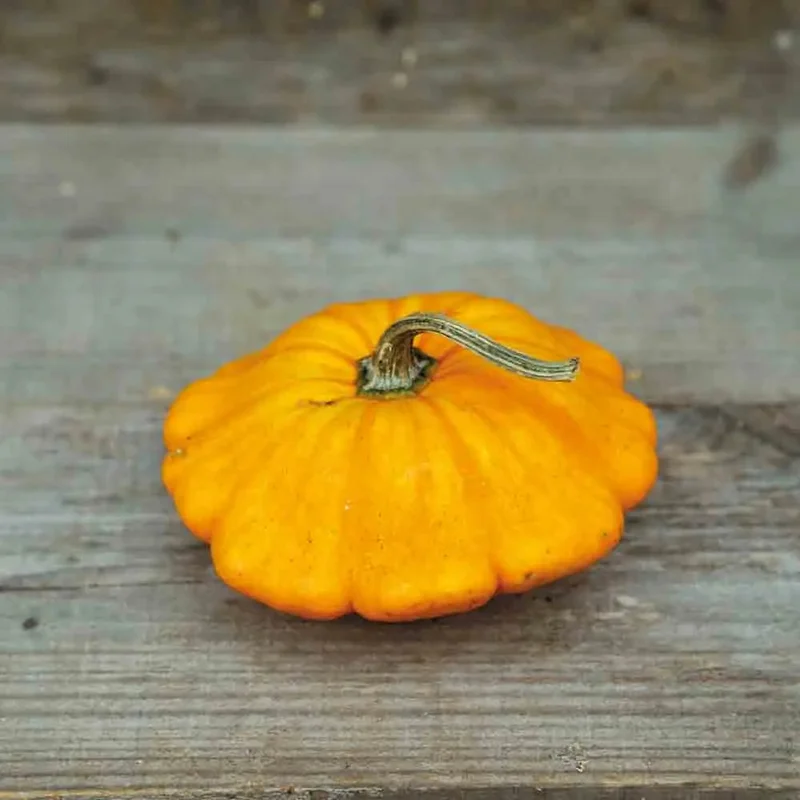 Courge Patisson Orange