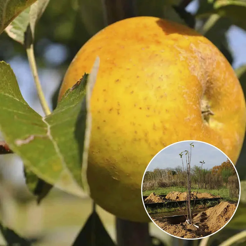 Pommier Bonne Hotture