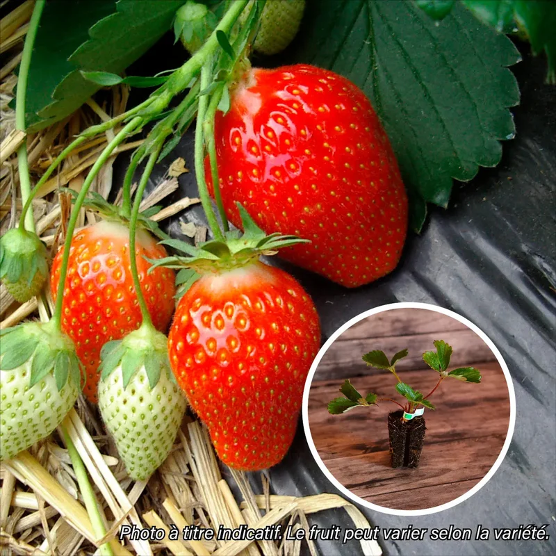 Fraisier Senga® 'sengana' - Motte