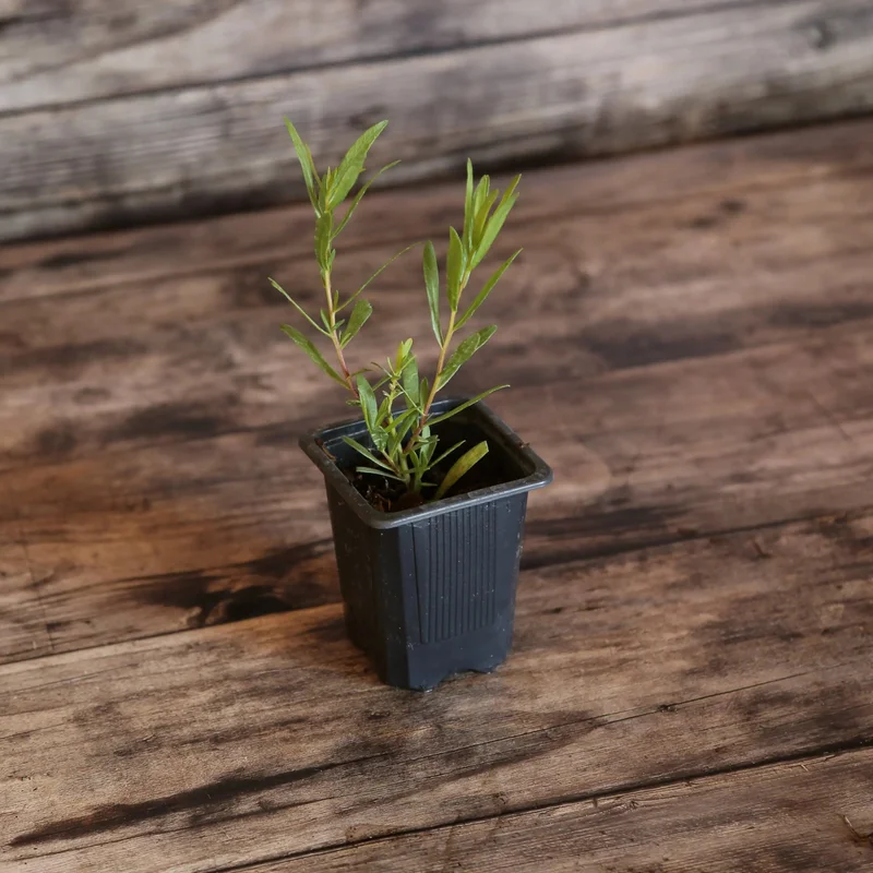 Estragon Vivace Dit Francais