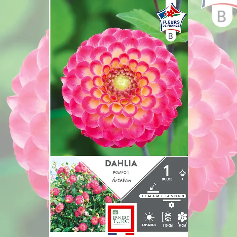 Dahlia Pompon Artaban