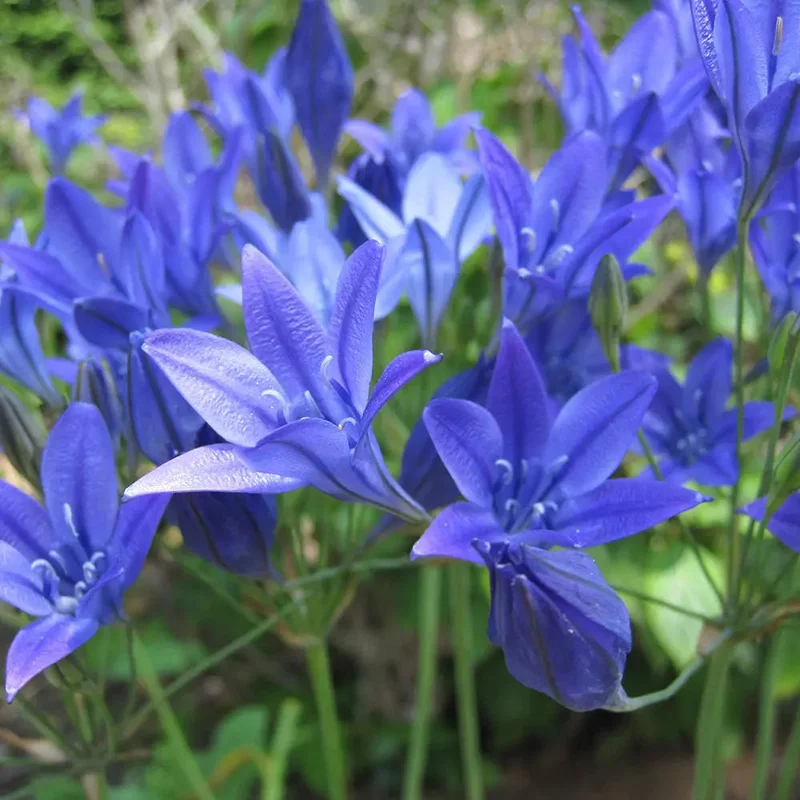 Brodiaea 'corrina' (Triteleia)