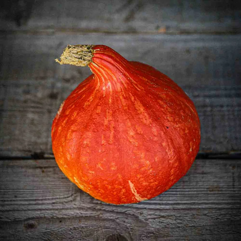 Potiron Potimarron Uchiki Kuri