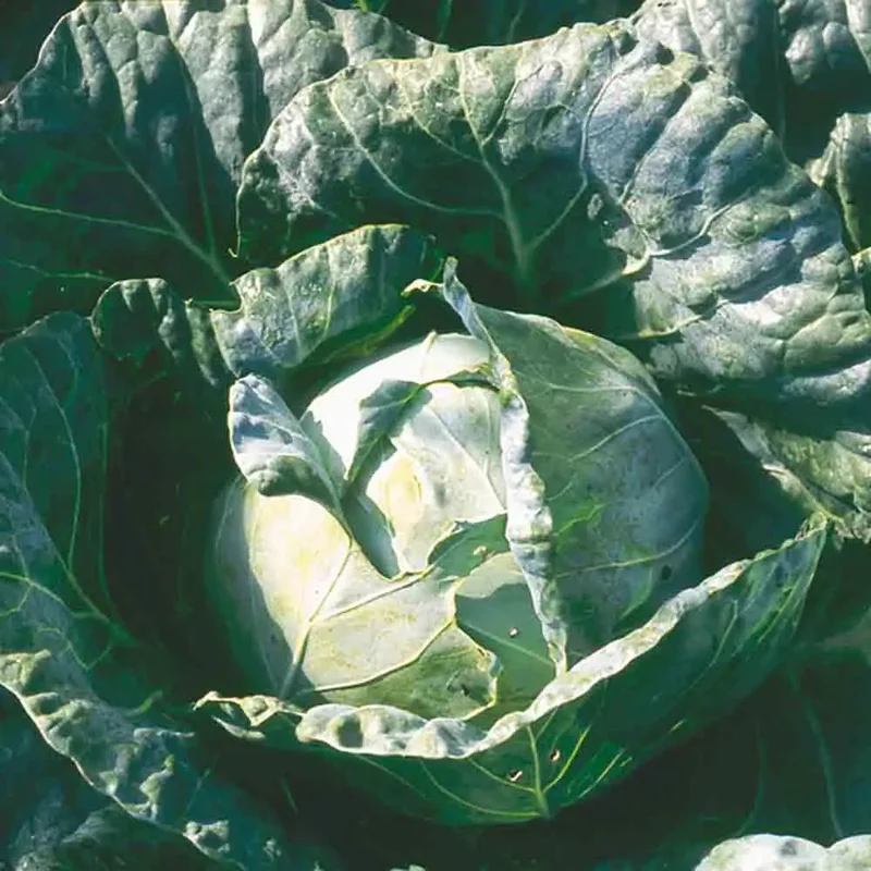 Chou De Milan Vorbote 3