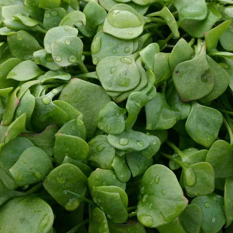 Pourpier D'hiver Ou Claytonne De Cuba