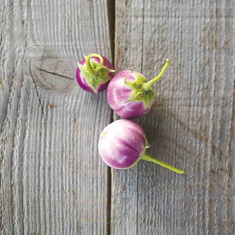 Aubergine Thai Lavender Frog Egg